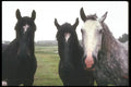 197026 Farm Horses A4 Photo Print