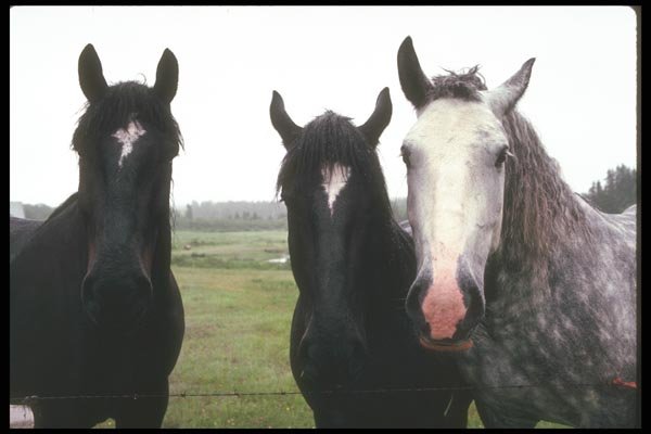 197026 Farm Horses A4 Photo Print