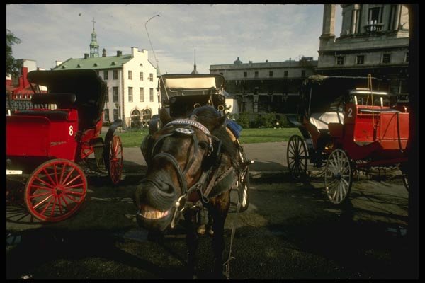 197027 Caleche Horse A4 Photo Print