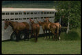 197029 Polo Horses A4 Photo Print
