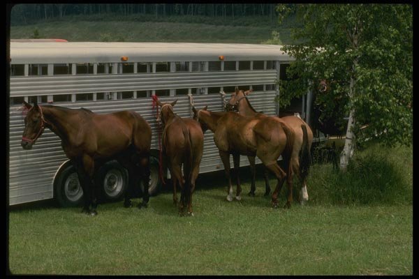 197029 Polo Horses A4 Photo Print