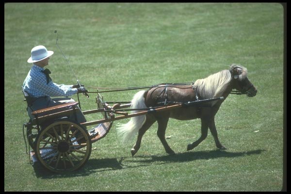 197030 Shetland Pony And Buggy A4 Photo Print