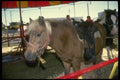 197031 Shetland Pony A4 Photo Print