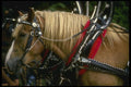 197032 Draft Horse A4 Photo Print