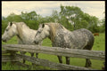 197033 Appaloosa A4 Photo Print