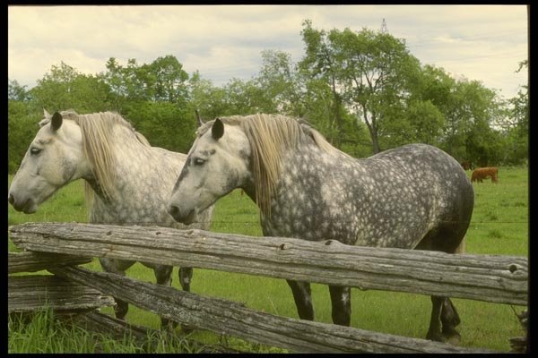 197033 Appaloosa A4 Photo Print