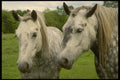 197034 Appaloosa A4 Photo Print