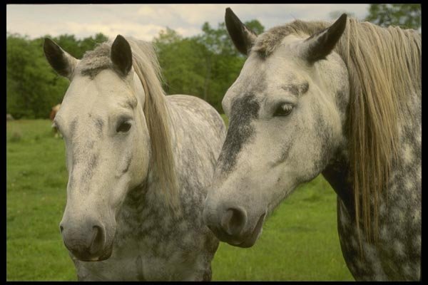 197034 Appaloosa A4 Photo Print
