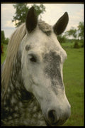 197035 Appaloosa A4 Photo Print