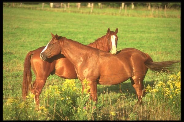 197036 American Saddlebreds A4 Photo Print
