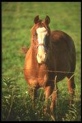 197037 American Saddlebred A4 Photo Print
