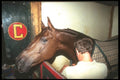 197041 American Saddlebred Being Brushed A4 Photo Print