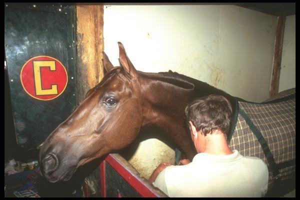 197041 American Saddlebred Being Brushed A4 Photo Print