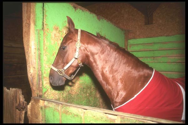 197042 American Saddlebred A4 Photo Print