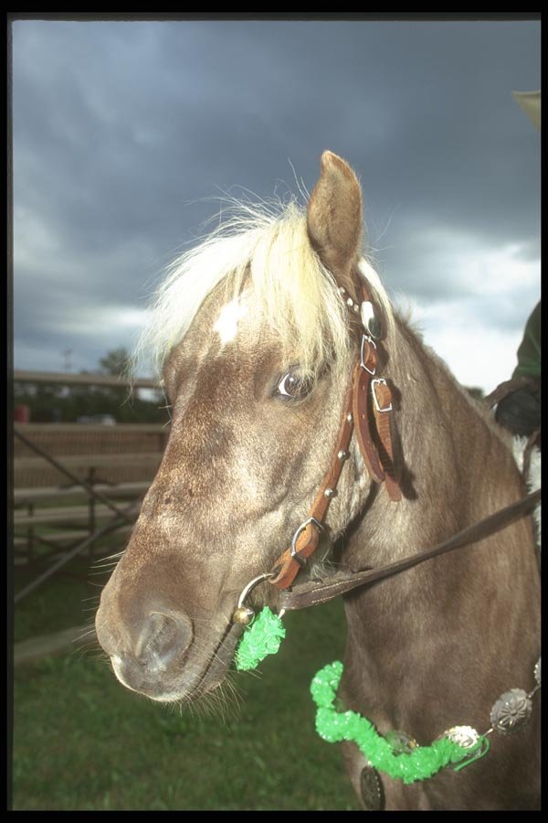 197043 Shetland Pony A4 Photo Print
