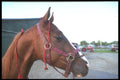 197045 American Saddlebred A4 Photo Print
