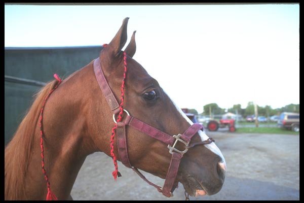 197045 American Saddlebred A4 Photo Print