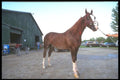 197046 American Saddlebred A4 Photo Print
