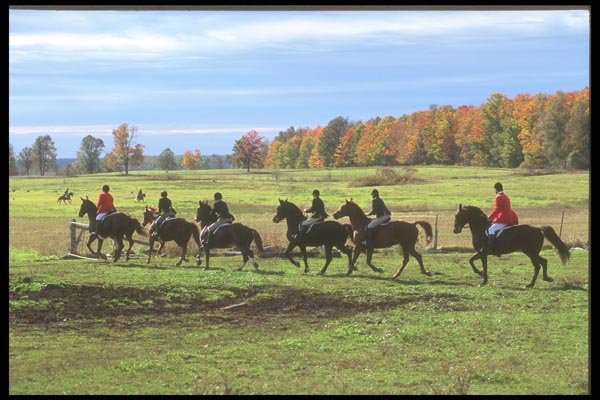 197047 Fox Hunt A4 Photo Print