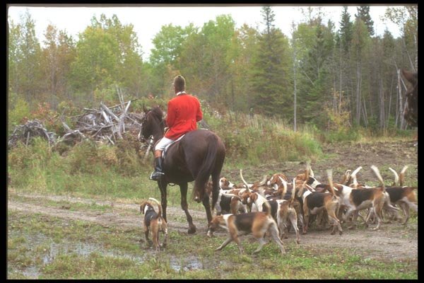 197048 Fox Hunt A4 Photo Print