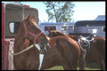 197050 Hunter (Thoroughbred cross) A4 Photo Print