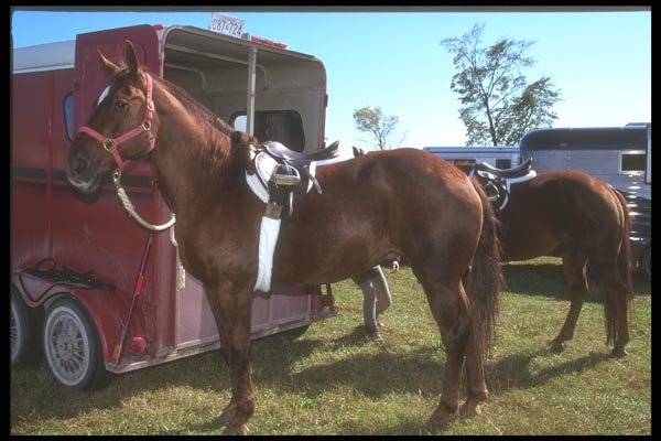 197051 Hunter (Thoroughbred cross) A4 Photo Print