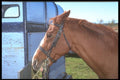 197052 Hunter (Thoroughbred cross) A4 Photo Print