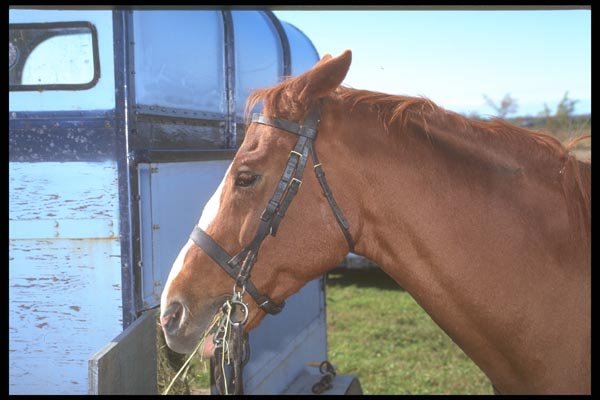 197052 Hunter (Thoroughbred cross) A4 Photo Print