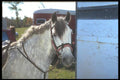 197055 Welsh Cob A4 Photo Print