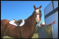 197057 Hunter (Thoroughbred cross) A4 Photo Print