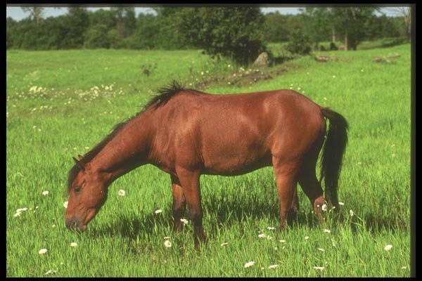 197058 American Saddlebred A4 Photo Print