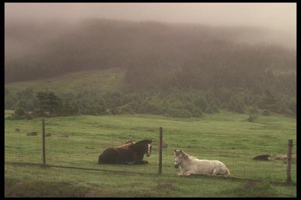 197060 Farm Horses A4 Photo Print