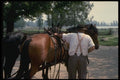 197064 Brushing Of Horse A4 Photo Print