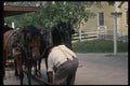 197065 Brushing Of Horse A4 Photo Print