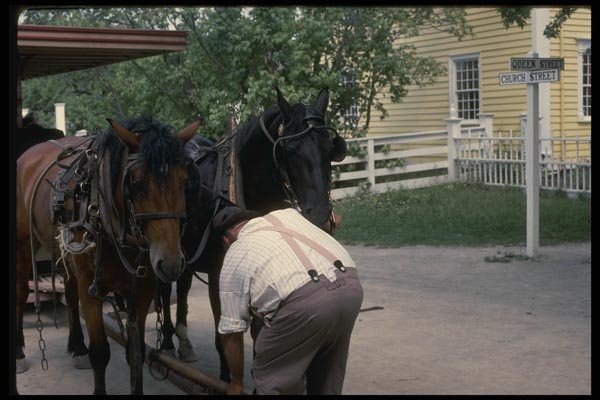197065 Brushing Of Horse A4 Photo Print