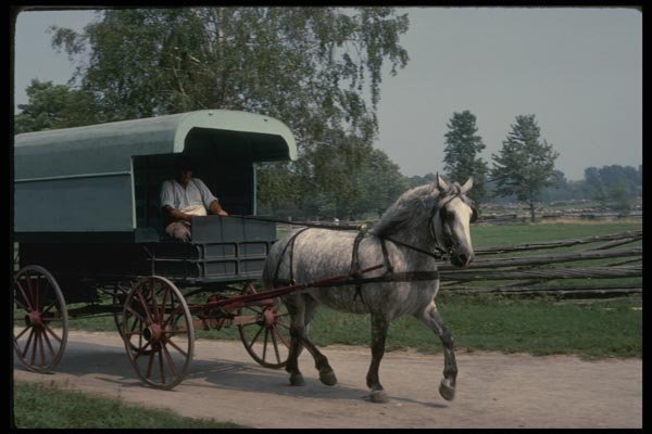 197066 Horse And Carriage A4 Photo Print