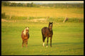 197067 Farm Horses A4 Photo Print