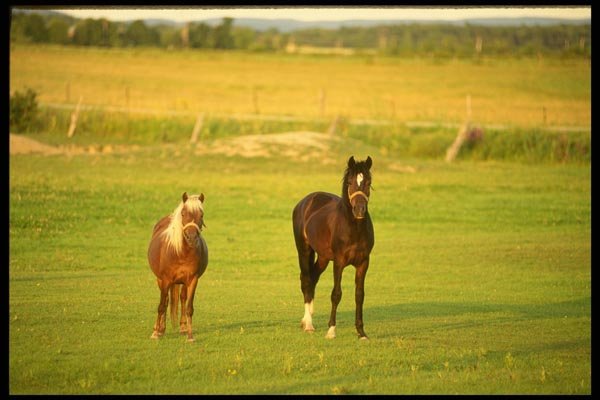 197067 Farm Horses A4 Photo Print