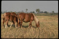 197071 Palominos A4 Photo Print