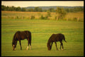 197074 Belgian Horses A4 Photo Print