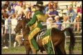 197075 Miniature Stallion A4 Photo Print