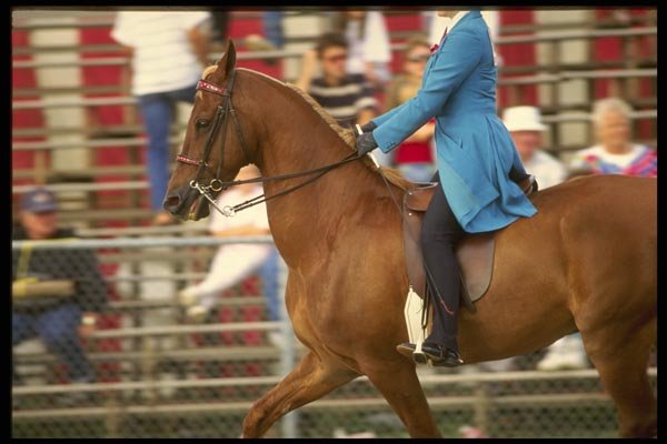 197077 American Saddlebred A4 Photo Print