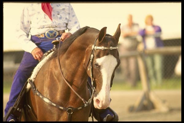 197078 American Saddlebred A4 Photo Print