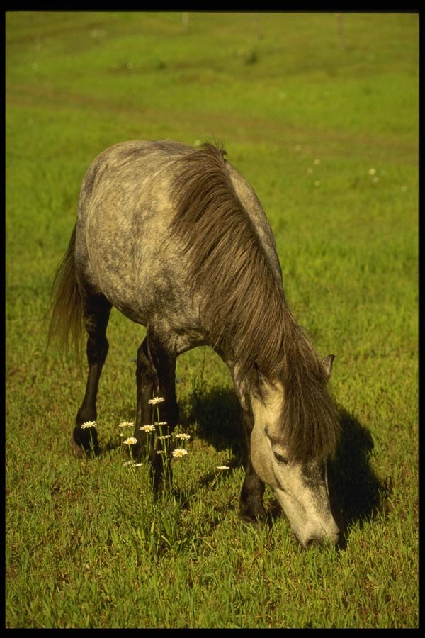 197080 Wild Horse A4 Photo Print
