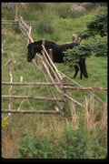 197081 Arabian Stallion A4 Photo Print