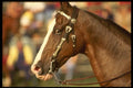 197082 American Saddlebred A4 Photo Print