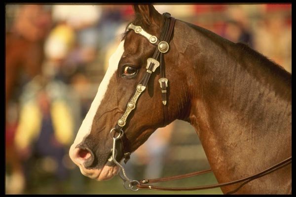 197082 American Saddlebred A4 Photo Print