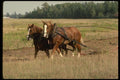 197084 Working Horses Pulling Plow A4 Photo Print