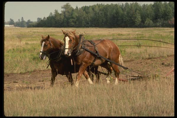 197084 Working Horses Pulling Plow A4 Photo Print