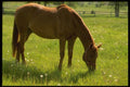 197085 Thoroughbred cross A4 Photo Print